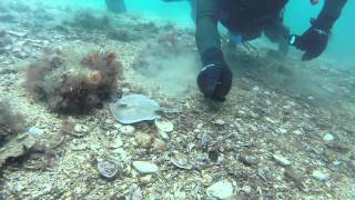 Scuba Diving Blairgowrie Pier Port Phillip Bay Victoria [upl. by Diver]