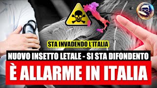 Allerta italia È APPENA ARRIVATO UN INSETTO PERICOLOSO Sta invadendo l’Italia letale per l’uomo [upl. by Ferd]