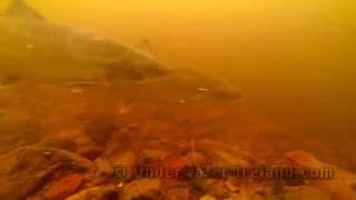 Fishing salmon underwater fishcam Drowes Fishery Ireland Рыбалка лосось подводная видео охота [upl. by Aube]