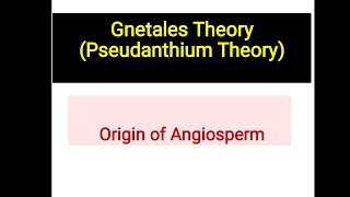 Gnetales theory or Pseudanthium theory  Origin of angiosperm [upl. by Aloisia]