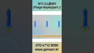 바이오 amp 생명 공학 지식파지 디스플레이Phage displayPart2 shorts [upl. by Eunice]