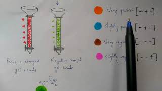 Ion exchange chromatography  separation of proteins  Bio science [upl. by Cyndia]