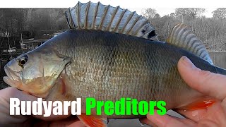 Rudyard lake Staffordshire Pike fishing Perch fishing [upl. by Neelear]