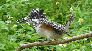 冠魚狗Crested Kingfisher [upl. by Ednyl]