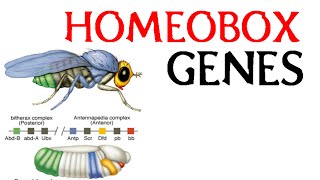 Homeobox genes [upl. by Fleta337]