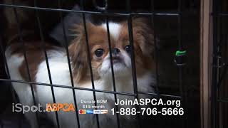 aspca commercial no one [upl. by Donaugh]