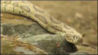 Russells viper Daboia russelii  highly venomous snake [upl. by Navinod]