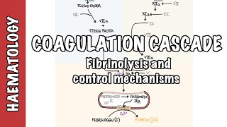 Coagulation Cascade and Fibrinolysis  clotting factors regulation and control mechanism [upl. by Eyr]