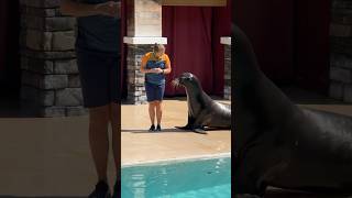 Sealion Clyde amp Seamore Does Seal Impression 😂👏 funny seaworldorlando sealions [upl. by Frieda]