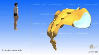 Arthrology of the pelvis The sacrococcygeal joint [upl. by Gatias]