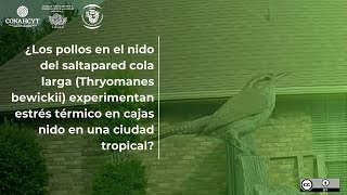 Los pollos en el nido del saltapared cola larga Thryomanes bewickii experimentan estrés térmico [upl. by Rehpitsirhc321]