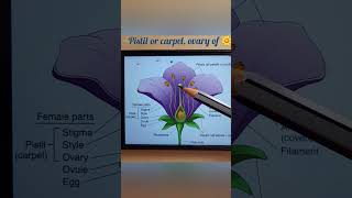 pistil or carpel ovary in flowerneet medical education biology shorts short ytshorts [upl. by Soalokin]