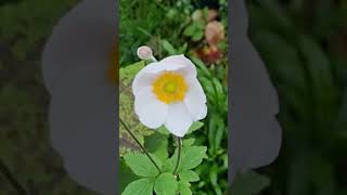 Meconopsis supermooie bloemen ♥️🌸🌹🙏 [upl. by Spanjian]