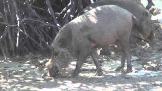 Bornean Bearded Pig [upl. by Zedekiah]