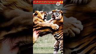 Liger Vs Tigon Epic Battle of Wild Animals 🤯 lion  Tigon  part1  shorts facts lion tiger [upl. by Eednahs]