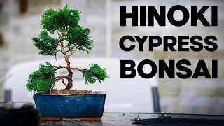 How to Make a Hinoki Cypress Bonsai🪴EASY [upl. by Vial]