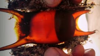 Mermaid Purse Shark egg with living embryo inside at Manta Rota Beach  Algarve [upl. by Manno]