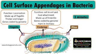 Which are the Cell Surface appendages of Bacteria Flagella Pili and Fimbriae [upl. by Auqenaj220]