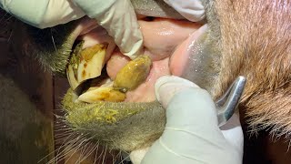 Removing Tartar From An Equine Tooth [upl. by Nan]