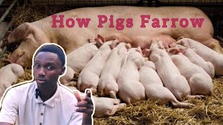 The Farrowing process of a Pig Tips for successful Farrowing [upl. by Nylecyoj]