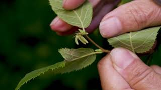 Ostrya virginiana  Hop Hornbeam [upl. by Yessac]