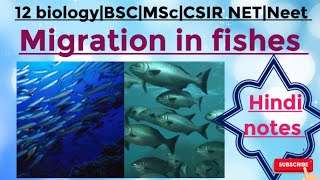 Migration in fishes MSc zoology 4 th sem Hindi notes [upl. by Assirialc]