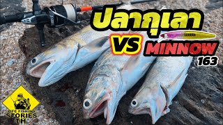 กุเลาชายฝั่ง กับเหยื่อ MINNOW 163  LFST ตีเหยื่อปลอมชายฝั่ง72  Shore fishing lures [upl. by Yroggerg526]