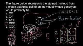 Barr bodies and genetic disorders [upl. by Aan]