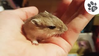 Bébés Gerbilles Ouvrent Leurs Yeux à 3 Semaines  Rongeur Mignon Drôle  La Ménagerie dAngie [upl. by Hamirak]