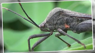 Leaf Footed Bug Acanthocephala terminalis [upl. by Notgnirra]