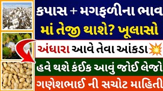 કપાસ મગફળીના ભાવમા તેજી થાશે kapas na bhavmagfali na bhav l peanuts bajar bhav  commodity Trend [upl. by Aldous]