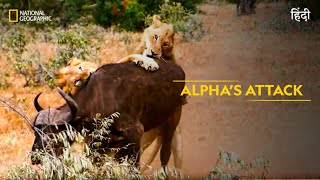 Alpha’s Attack  Animal Fight Club  हिन्दी  Full Episode  S4  E2  National Geographic [upl. by Adnoma701]