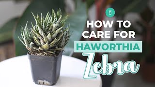 How to care for Haworthia Zebra  Tips for growing Haworthia Succulent [upl. by Madancy]