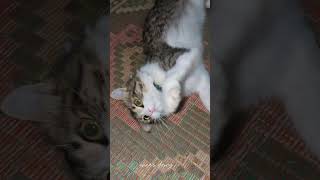 Batoy guyz🫠 petlovers cat dailyshorts catlover cuteanimal youtubeshorts fypシ゚viral catsshort [upl. by Tneciv355]