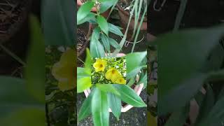 allamanda plant ko maine cutting se grow kiya flowers [upl. by Akinehc]