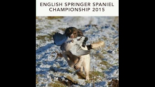 2015 English Springer Spaniel Championship [upl. by Ocirne]