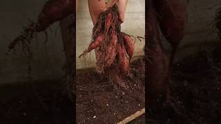 New technique for growing sweet potato plant sweetpotato sweet potato farming viral shorts [upl. by Zilevi]