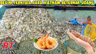 WOW TERNYATA BEGINI CARA VIETNAM BETERNAK UDANG  PERTANIAN MODERN UDANG VIETNAM YANG SANGAT MAJU [upl. by Atsuj]