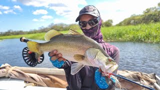 Corroboree Billabong NT Saratoga amp Barra Lure and Fly Fishing [upl. by Ketchan]