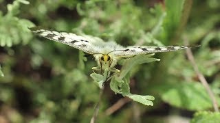 Studying rare butterflies to better understand the effects of climate change [upl. by Wallache777]