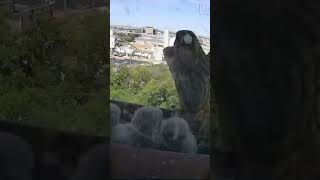 City Kestrels A Mother Returns to Her Urban Nest in Stunning SlowMotion ubanKestrels kestrel [upl. by Sigfried]