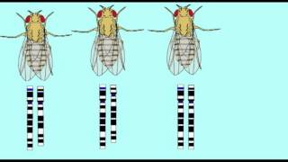 GENETICS 2 DELETION MAPPING IN DROSOPHILA [upl. by Akinit]