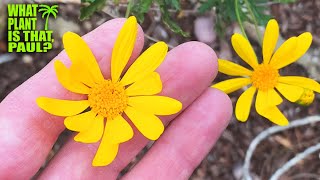 Euryops pectinatus Viridis GreenLeaved Euryops  Bright yellow daisylike blooms  Evergreen [upl. by Aicetal]