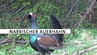 Narrischer Auerhahn im Nationalpark Kalkalpen [upl. by Leonore]