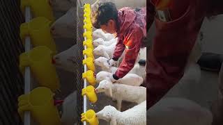 Artificial breastfeeding process of lambs Good tools and machinery can increase work efficiency [upl. by Micheil]