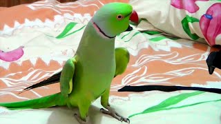 SammyMy sweetheart talking indian ringneck parrot [upl. by Anura]