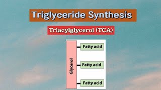 Triglyceride Synthesis Triacylglycerol TCA metabolism biochemistry lipids [upl. by Anoyet516]