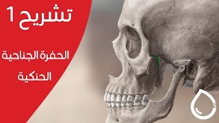 الحفرة الجناحية الحنكية  تشريح الرأس والعنق  PterygoPalatine fossa  head anatomy [upl. by Naejeillib]