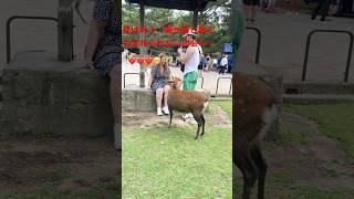 夢を追いかけて：観光客と鹿との偶然の出会い  Nara Deer Park in Japan  奈良日 本旅行へずまりゅう奈 良公園 [upl. by Huff]