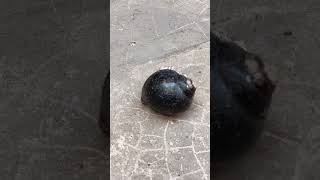 Restoration Videos Aluminum Casting Melting into Snails shorts [upl. by Gareth]